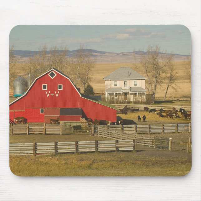 Kanada, Alberta, Pincher Creek: Röd lada och ranch Musmatta (Framsidan)