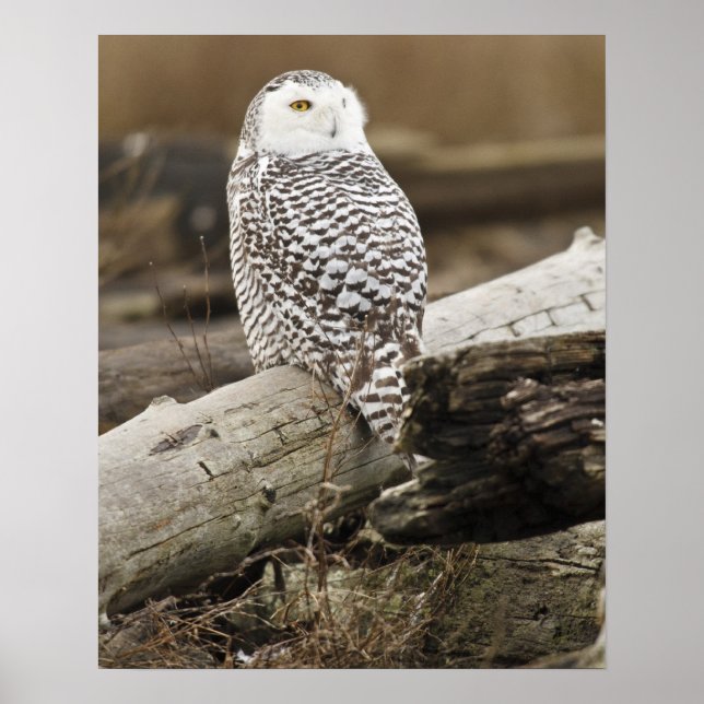 Kanada, Boundary Bay, Snöuggla Poster (Framsidan)