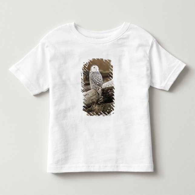 Kanada, Boundary Bay, Snöuggla T Shirt (Framsida)