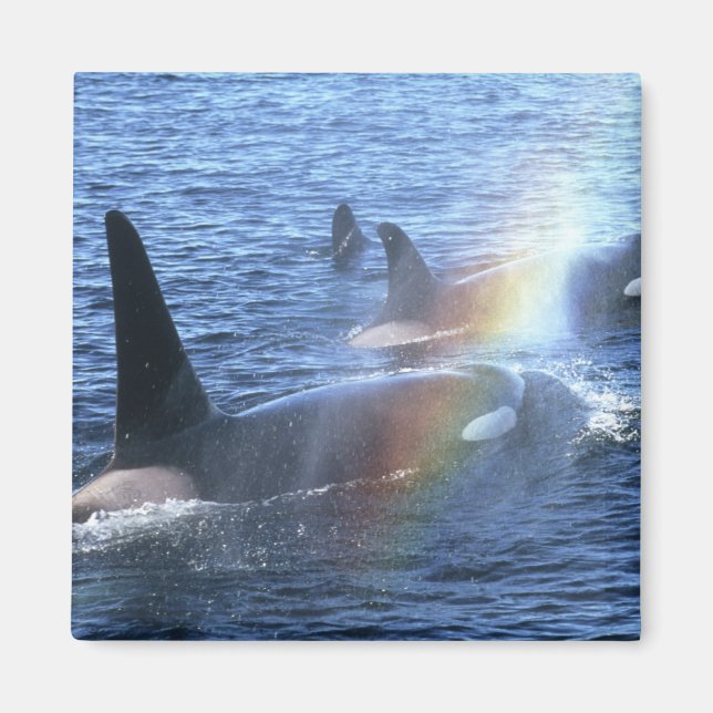 Kanada, British Columbia, Johnstone Rak Magnet (Framsidan)