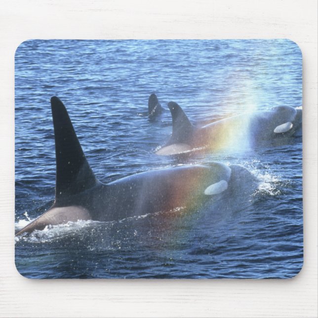 Kanada, British Columbia, Johnstone Rak Musmatta (Framsidan)