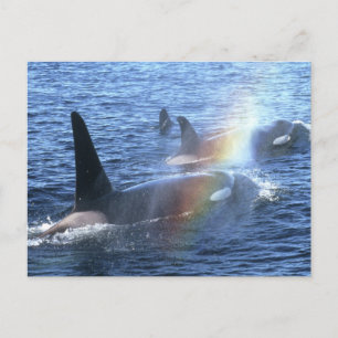 Kanada, British Columbia, Johnstone Strait, Vykort