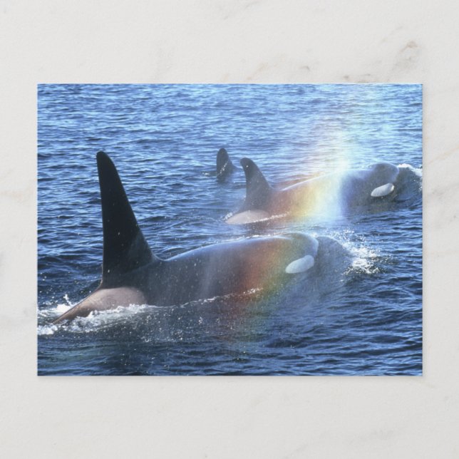 Kanada, British Columbia, Johnstone Strait, Vykort (Framsida)