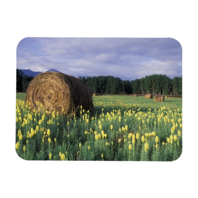 Kanada, British Columbia, Kitwanga. Gul Magnet (Horisontell)