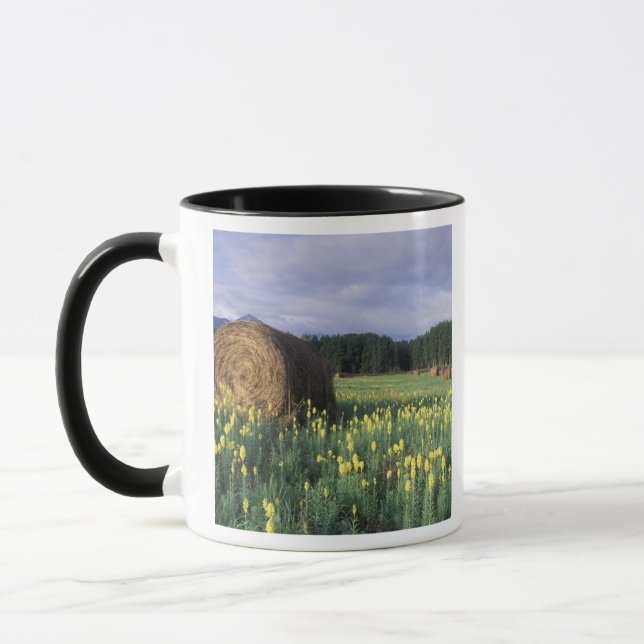 Kanada, British Columbia, Kitwanga. Gul Mugg (Vänster)