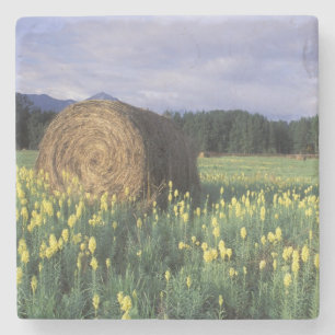 Kanada, British Columbia, Kitwanga. Gul Stenunderlägg
