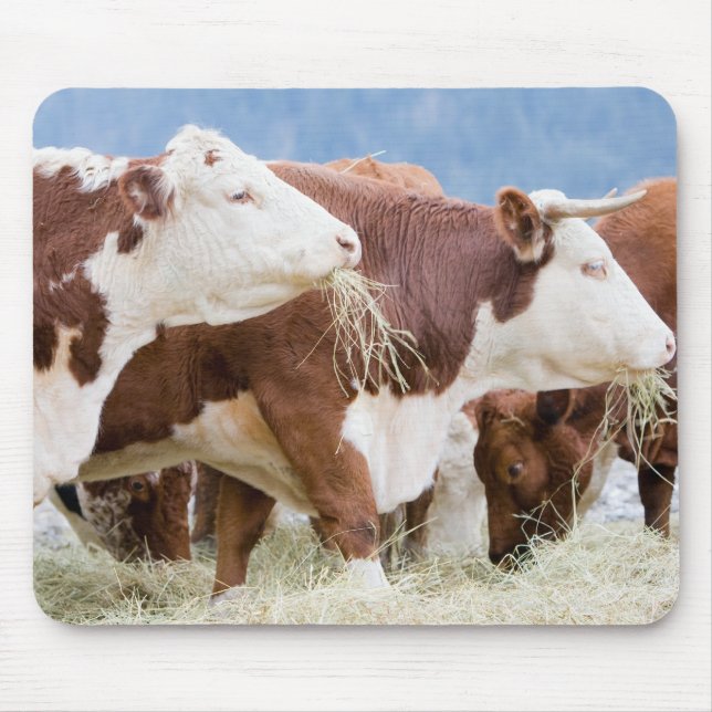 Kanada, British Columbia, Pemberton Musmatta (Framsidan)