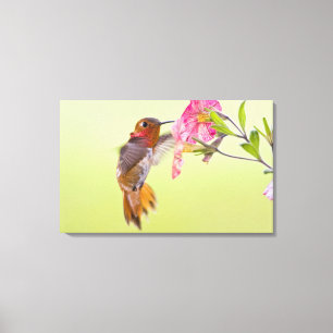 Kanada, British Columbia, Rostkolibri Canvastryck
