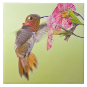Kanada, British Columbia, Rostkolibri Kakelplatta