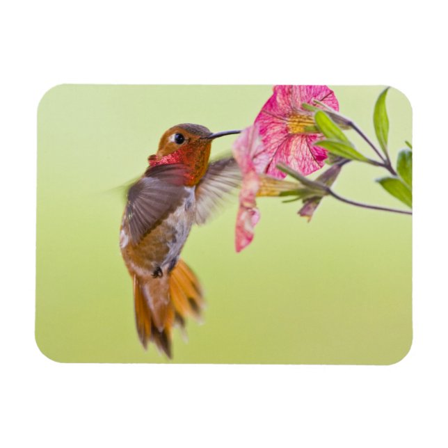 Kanada, British Columbia, Rostkolibri Magnet (Horisontell)