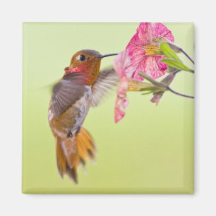 Kanada, British Columbia, Rostkolibri Magnet