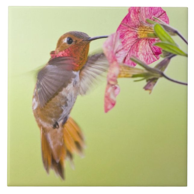 Kanada, British Columbia, Rufous Hummingbird Kakelplatta (Framsidan)