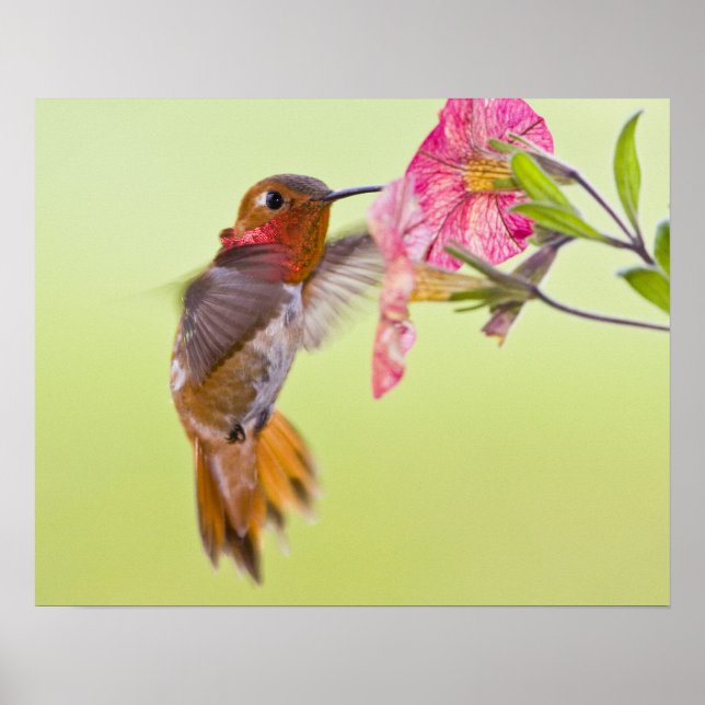 Kanada, British Columbia, Rufous Hummingbird Poster (Framsidan)