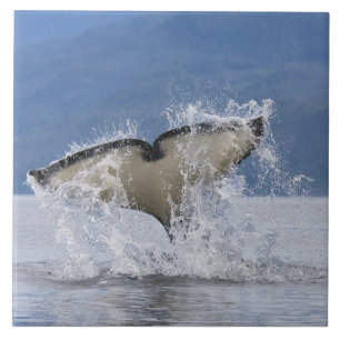 Kanada, British Columbia, Vancouver Island, Kakelplatta