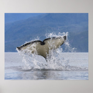 Kanada, British Columbia, Vancouver Island Poster