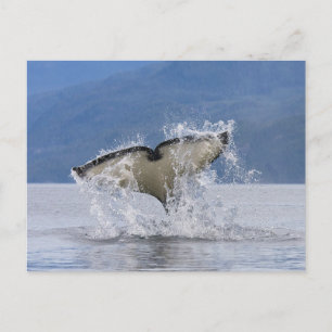 Kanada, British Columbia, Vancouver Island, Vykort