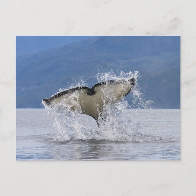 Kanada, British Columbia, Vancouver Island Vykort (Framsida)