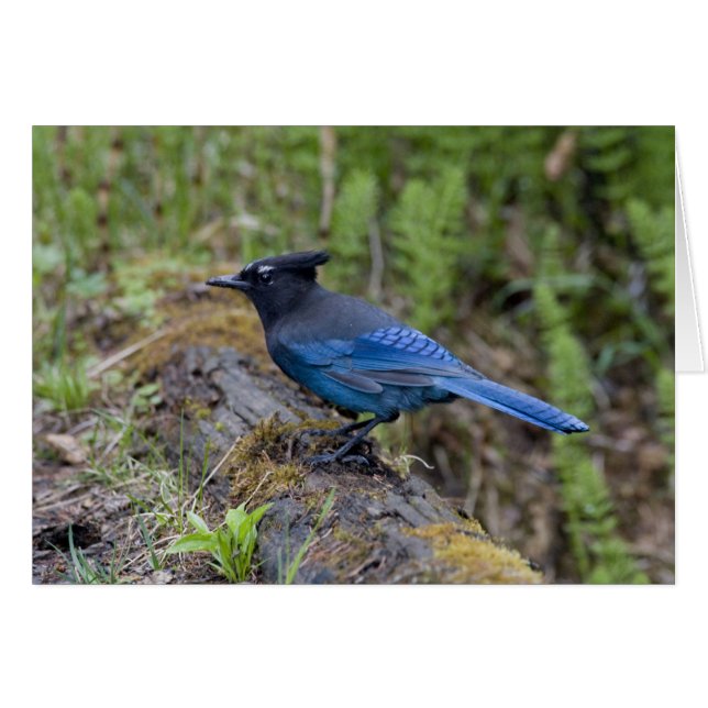 Kanada: British Columbia, Yoho NP, Stellar jay, Hälsningskort (Framsidan Horizontal)