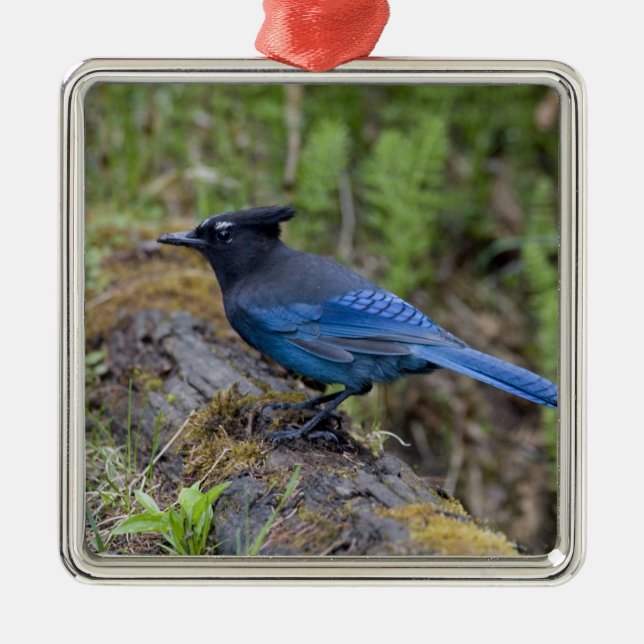 Kanada: British Columbia, Yoho NP, Stellar jay, Julgransprydnad Metall (Framsidan)