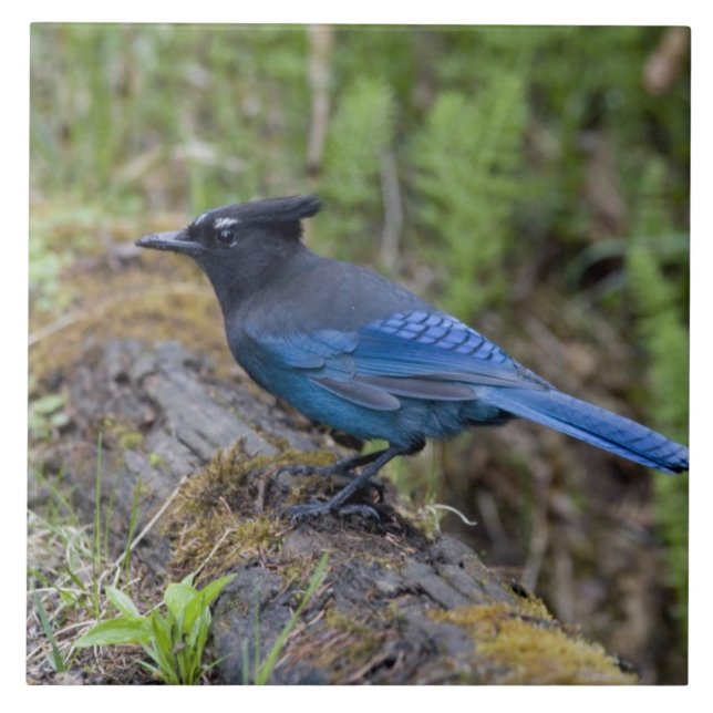 Kanada: British Columbia, Yoho NP, Stellar jay, Kakelplatta (Framsidan)