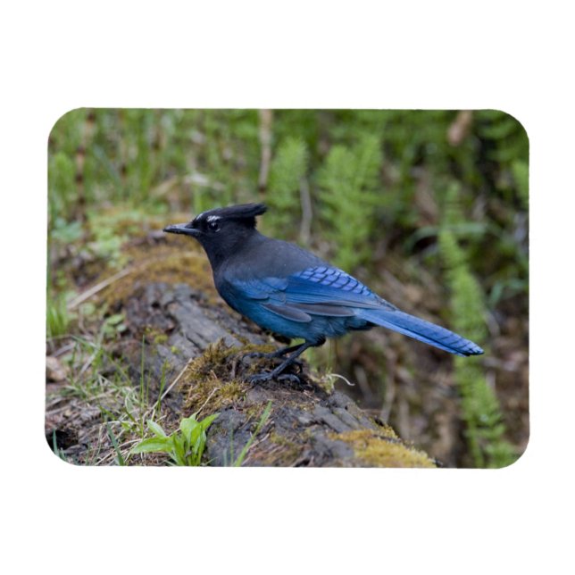 Kanada: British Columbia, Yoho NP, Stellar jay, Magnet (Horisontell)
