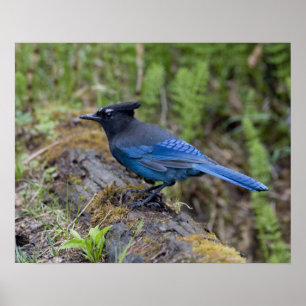 Kanada: British Columbia, Yoho NP, Stellar jay, Poster