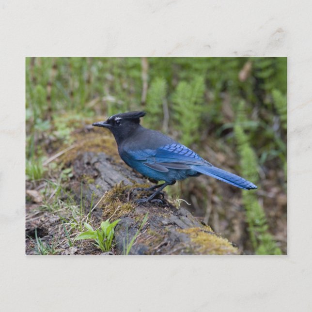 Kanada: British Columbia, Yoho NP, Stellar jay, Vykort (Framsida)