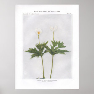 Kanada eller Round-Leaved Anemone Poster