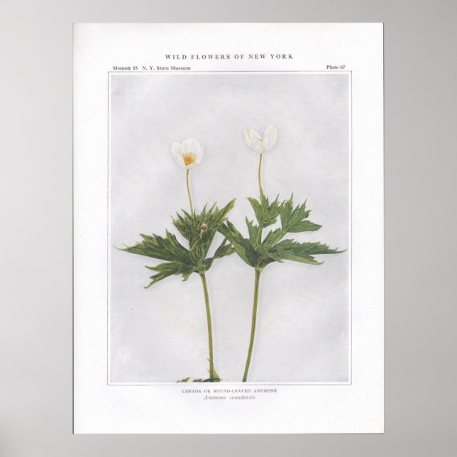 Kanada eller Round-Leaved Anemone Poster (Framsidan)