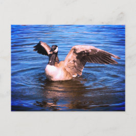 Kanada flaxar sin Vingar Blue Vatten Nature Vykort