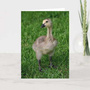 Kanada gås Gosling Notecard Kort