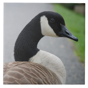 Kanada gås kakelplatta