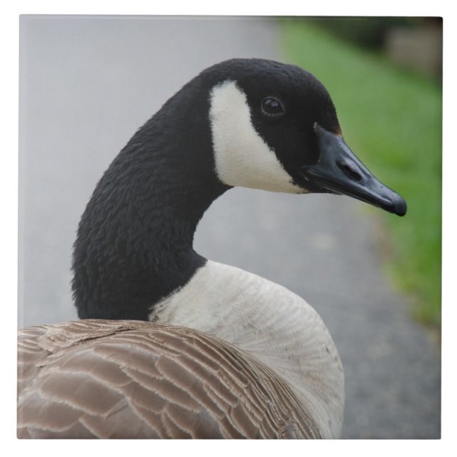 Kanada gås kakelplatta (Framsidan)