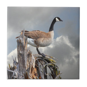 KANADA GÅS PÅ EN HAFFA KAKELPLATTA
