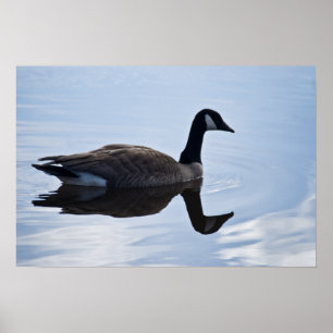 Kanada gås poster