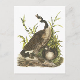 Kanada gås vid Audubon Vykort