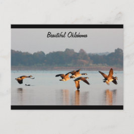 Kanada gäss i flygvykort vykort