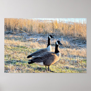 Kanada gässfoto poster