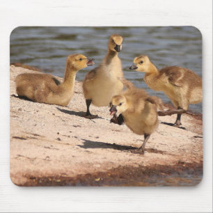 Kanada gässGoslings Mousepad Musmatta