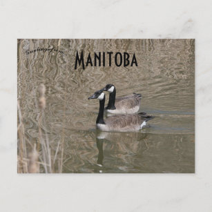 Kanada Geese and Bull Rush Winnipeg Manitoba Vykort