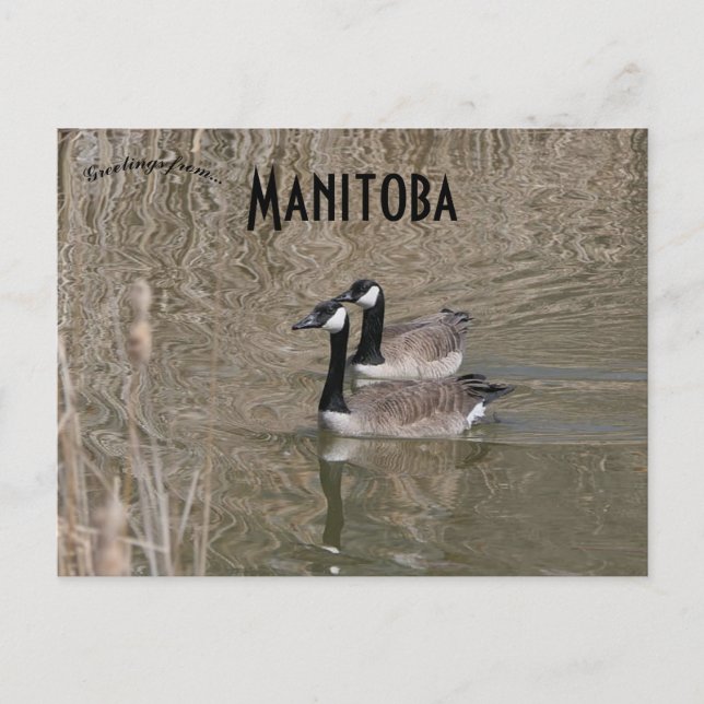 Kanada Geese and Bull Rush Winnipeg Manitoba Vykort (Framsida)