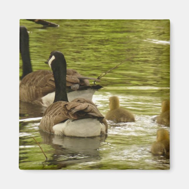 Kanada Geese and Goslings Magnet (Framsidan)