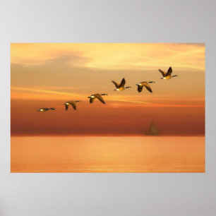 Kanada Geese in Flight at Sunset Poster