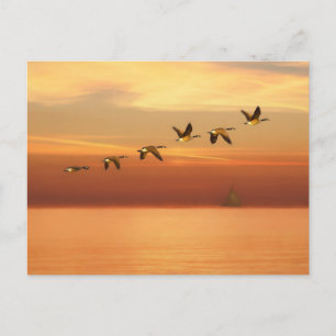 Kanada Geese in Flight at Sunset Vykort