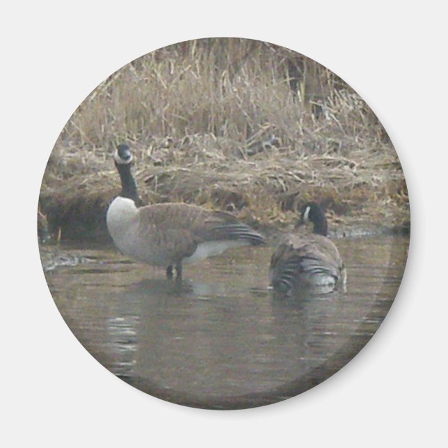Kanada Geese Magnet (Framsidan)
