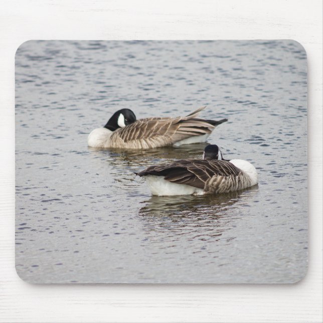 Kanada Geese Musmatta (Framsidan)