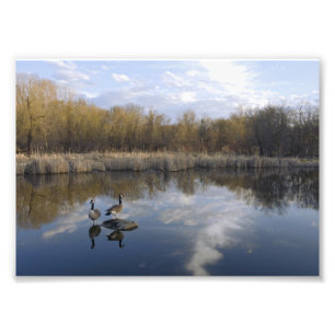 Kanada Geese Perch i Pond Fototryck