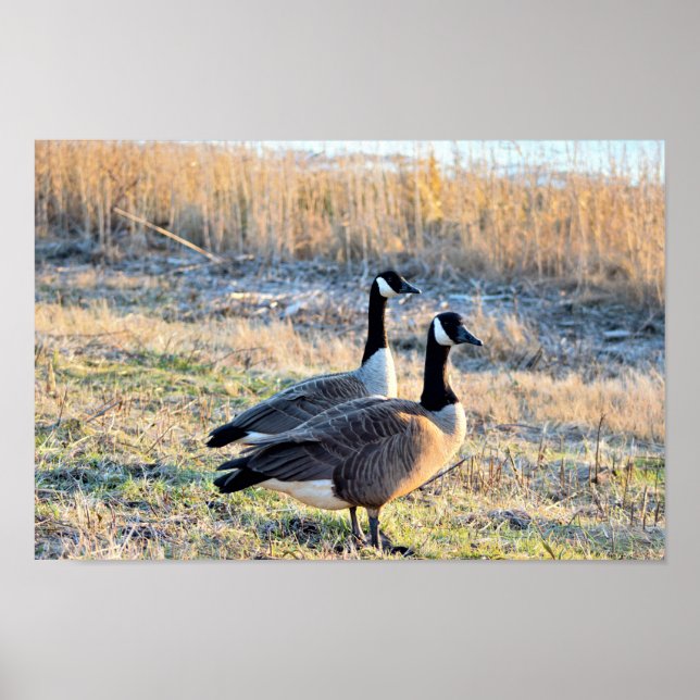 Kanada Geese Photo Poster (Framsidan)