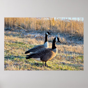 Kanada Geese Photo Poster