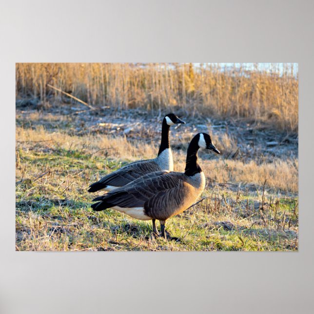Kanada Geese Photo Poster (Framsidan)